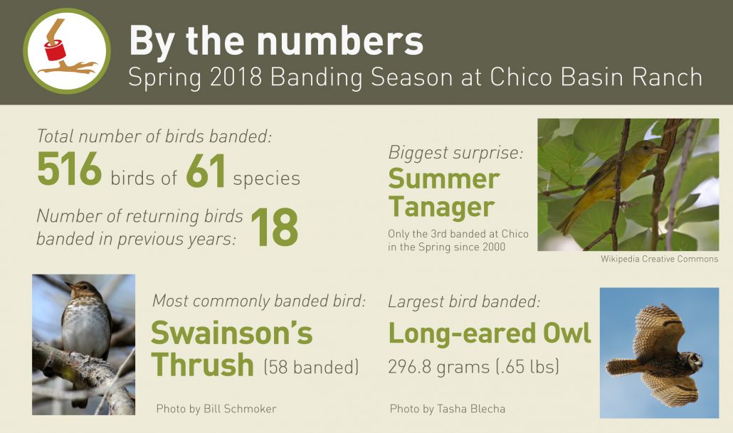 By the Numbers: Spring 2018 Banding Season at Chico Basin Ranch Total number of birds banded: 516 birds of 61 species Total number of returning birds banded in previous years: 18 birds of 8 species Most commonly banded bird: Swainson’s Thrush (58 banded) Biggest surprise: A female Summer Tanager, just the 3rd banded in the Spring since 2000. Largest bird banded: Long-eared Owl (296.8 grams)