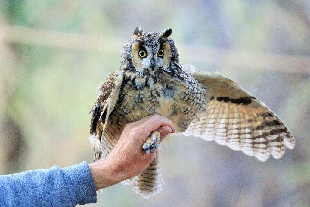 Our largest banded bird of the season, a Long-eared Owl weighing in at 296.8 grams. Long-eared Owls regularly roost in the wooded groves at Chico Basin Ranch. Photo by Risë Foster-Bruder.