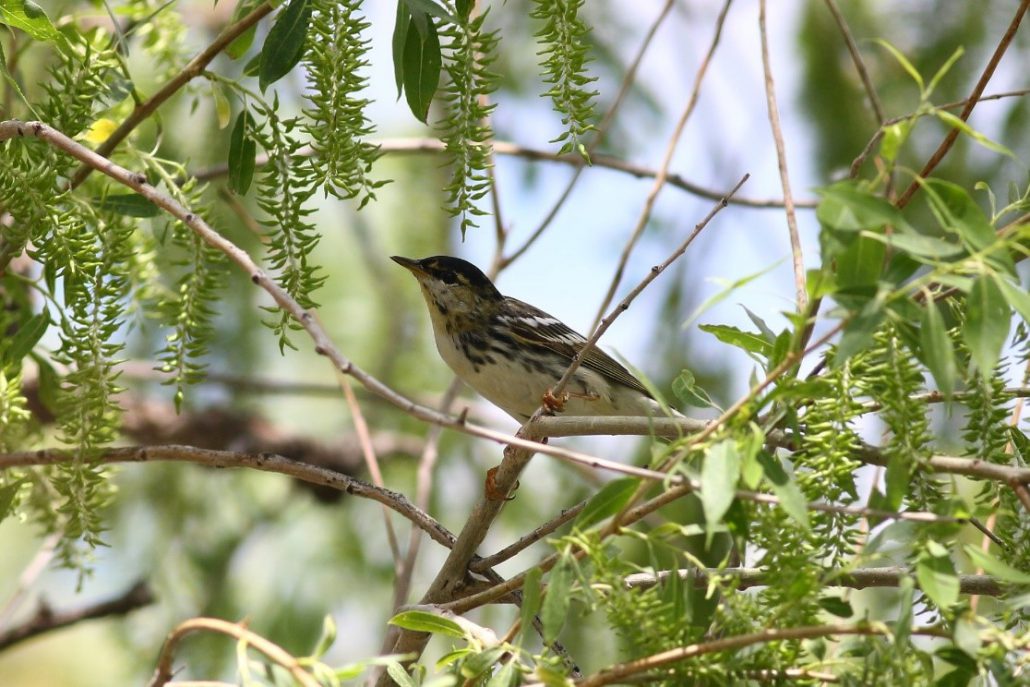 A male Blackpoll Warbler sighted in a willow grove at Chico Basin Ranch this Spring. Though we didn’t band any this season, eighteen Blackpoll Warblers have been banded in previous Spring seasons. Photo by Colin Woolley.