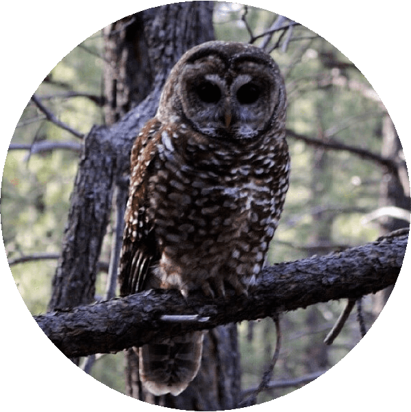Mexican Spotted Owl Monitoring Program