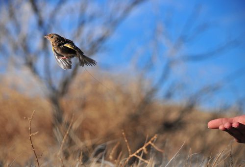 A Grasshopper Sparrow outfitted with a tiny radio transmitter is released. NMBCA funds help support bird monitoring programs that give insight into causes of this species’ decline. Photo: Isaac Morales