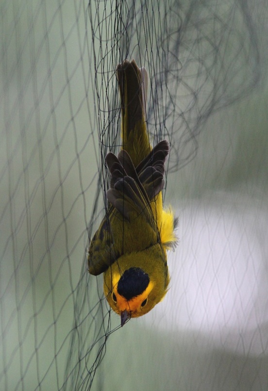 Wilson’s Warbler in net photo by Bird Conservancy of the Rockies