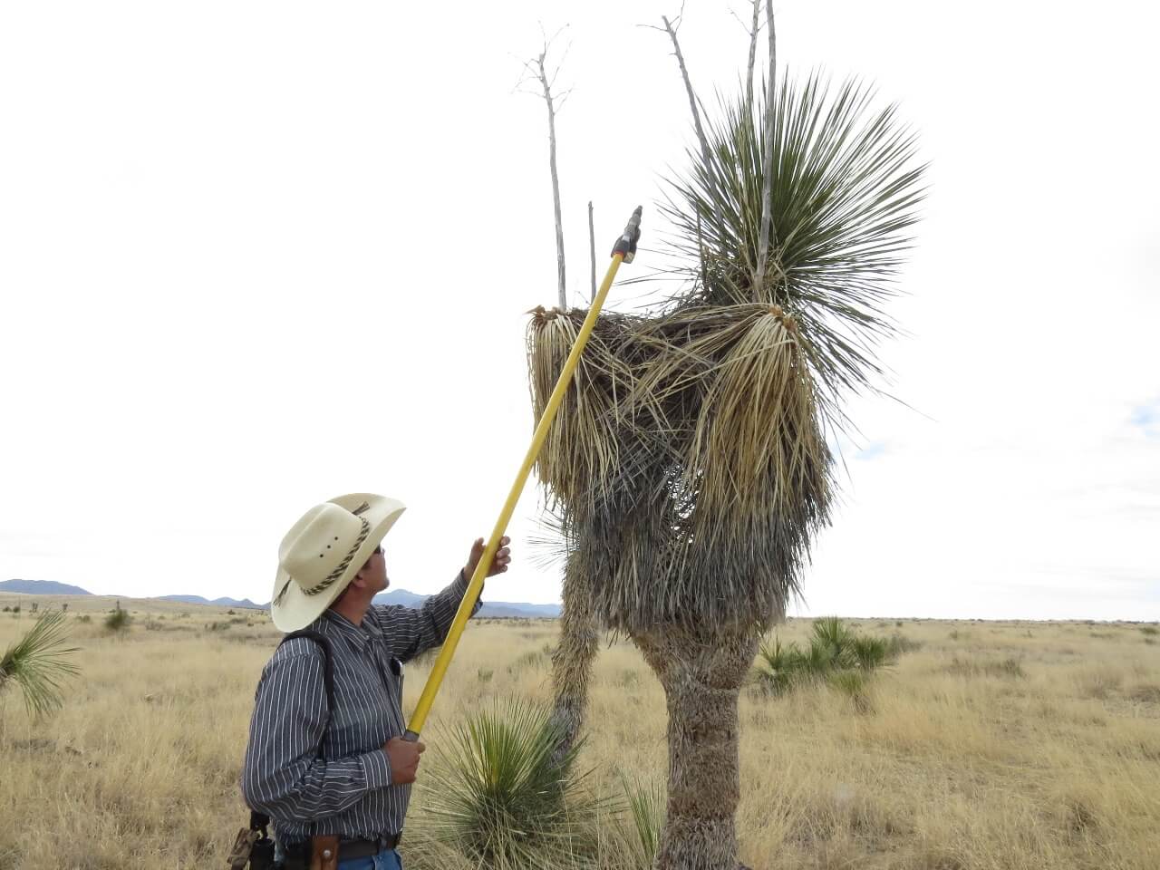 Rodriguez-Salazar uses a mirror to monitor a nest for eggs or chicks. Photo © IMC Vida Silvestre