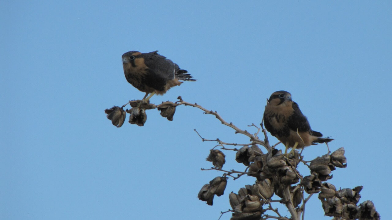 Successful fledglings on a yucca, the preferred plant for nesting. Photo © IMC Vida Silvestre