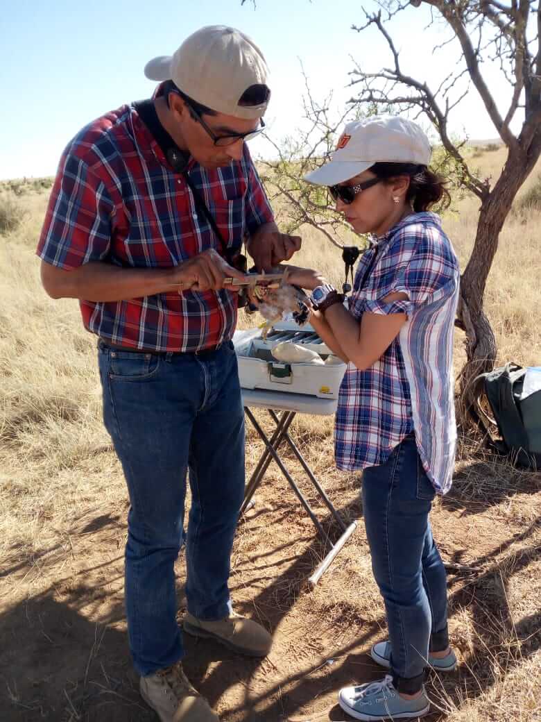 Alberto Macías-Duarte, assisted by Nancy Hernandez-Rodriguez of IMC Vida Silvestre, measures falcon chick for demographic study. Photo © IMC Vida Silvestre