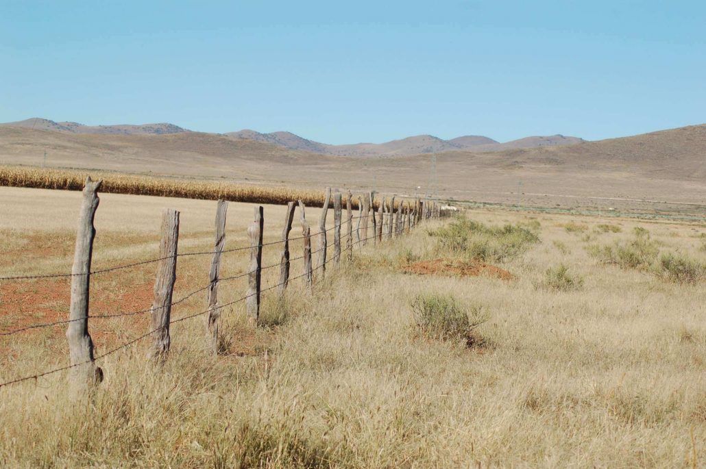 Close-up of cropland conversion; the right side of the fence line shows the high quality grassland that was lost on the left side of the fence. Photo © Greg Levandoski