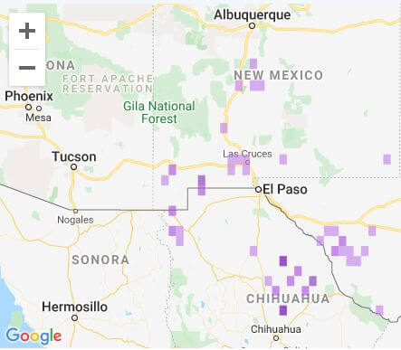 eBird observations of Northern Aplomado Falcons; note that there are few observations in Chihuahua likely due to much lower eBird participation in Mexico than in the US.