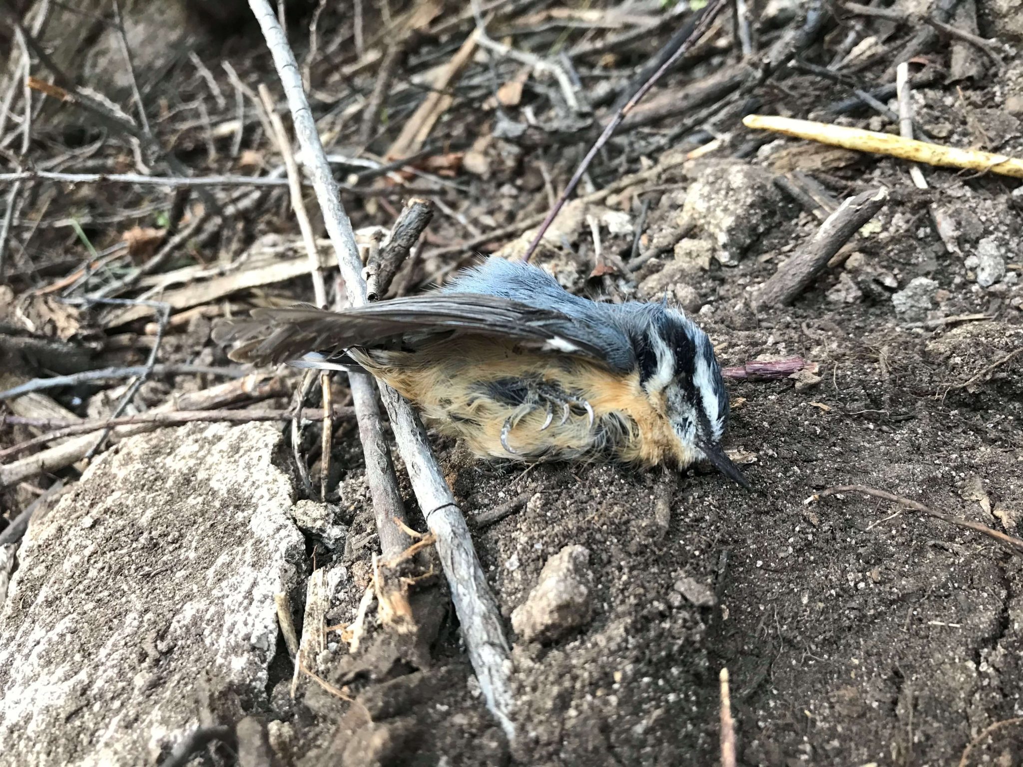 Red-Breasted Nuthatch found dead in the San Luis Valley post snow storm