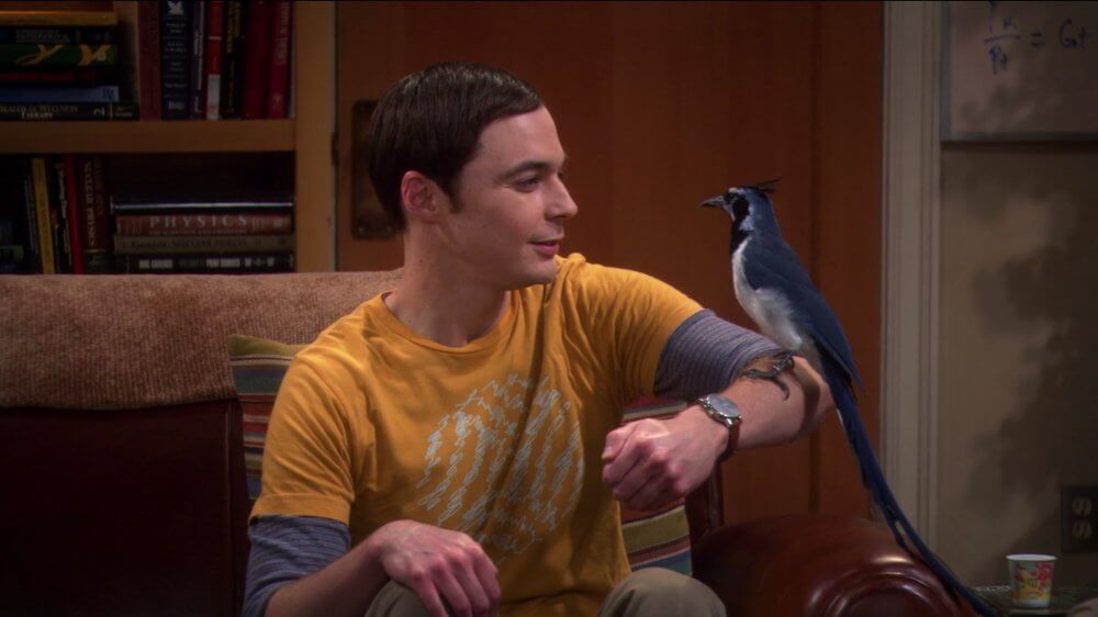 Sheldon Cooper from Big Bang Theory holding a bird