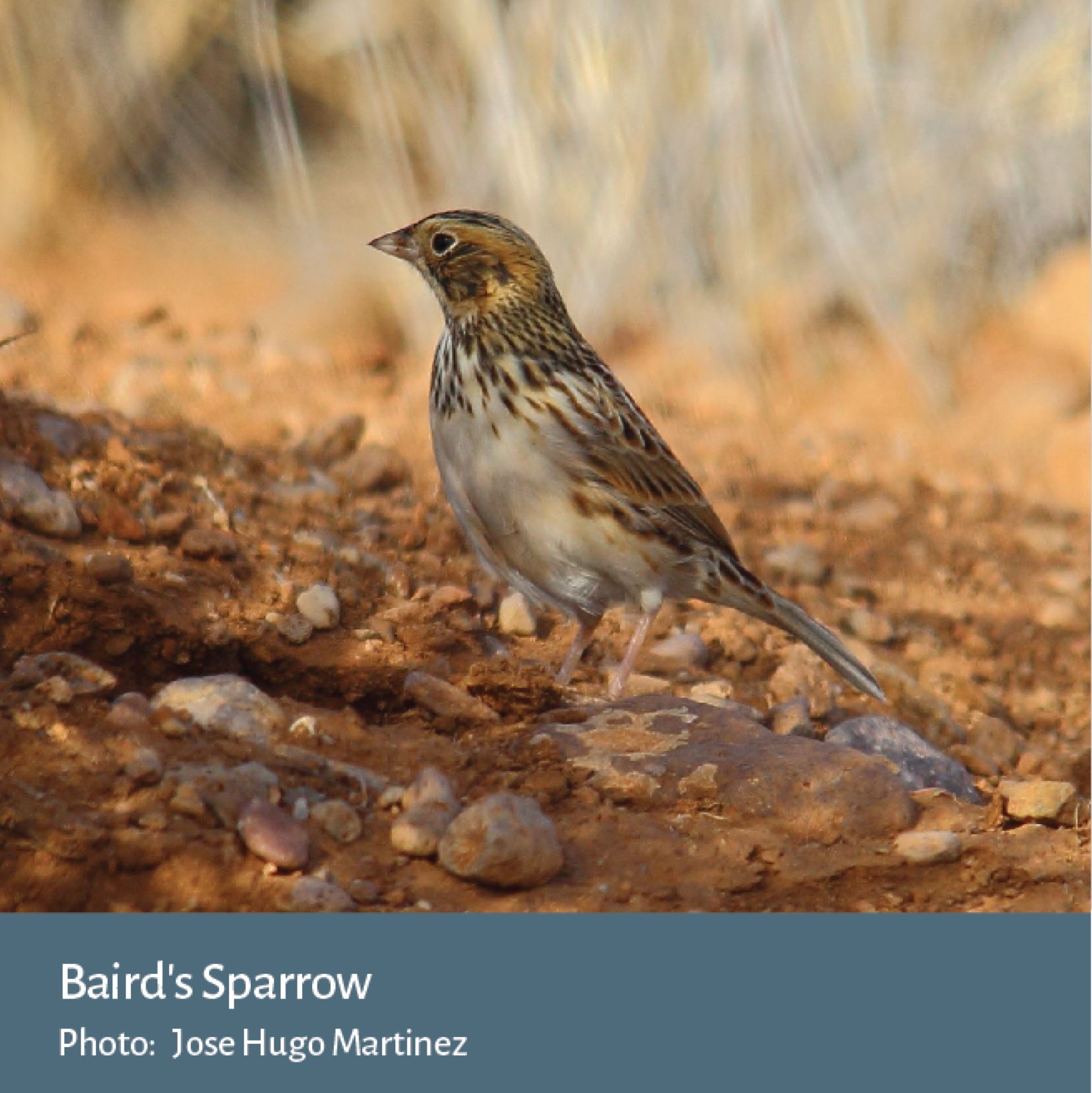 Baird's Sparrow - Photo by Jose Hugo Martinez