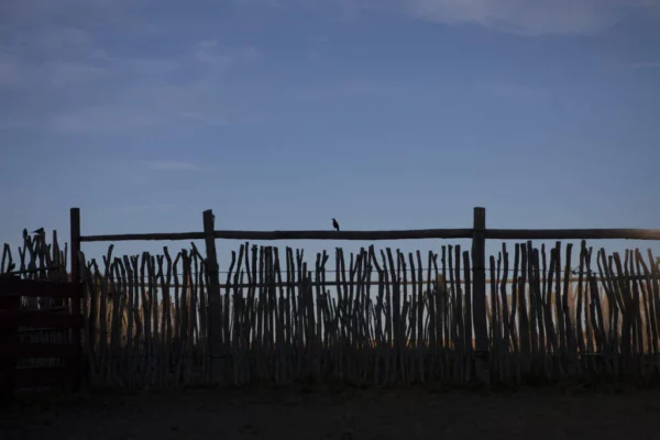 bird on fenceline