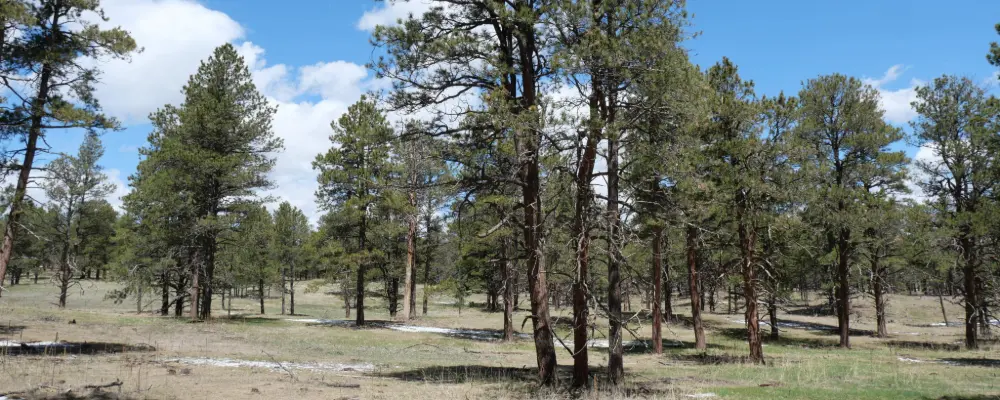 An open canopy structure of a managed forest property