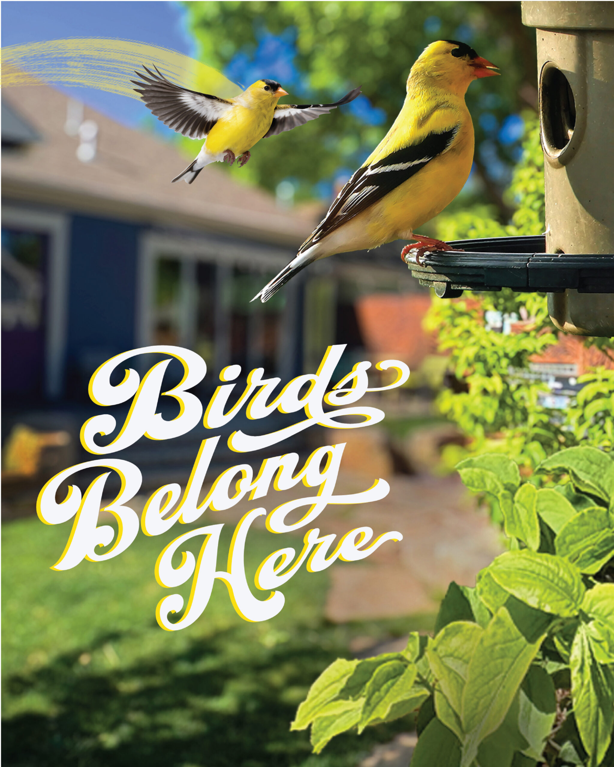 Backyard_.American Goldfinch_mobile 3.