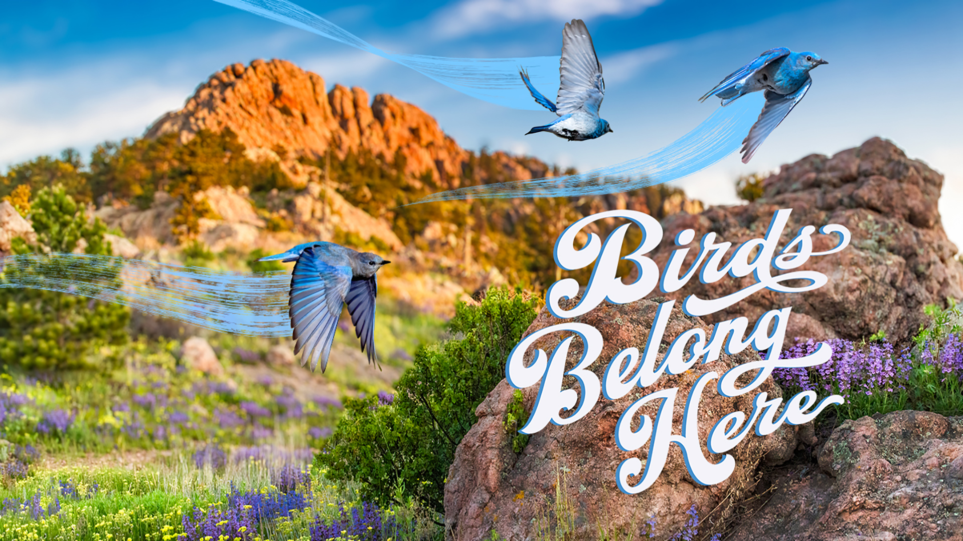 Horsetooth Rock_blue birds_landing page