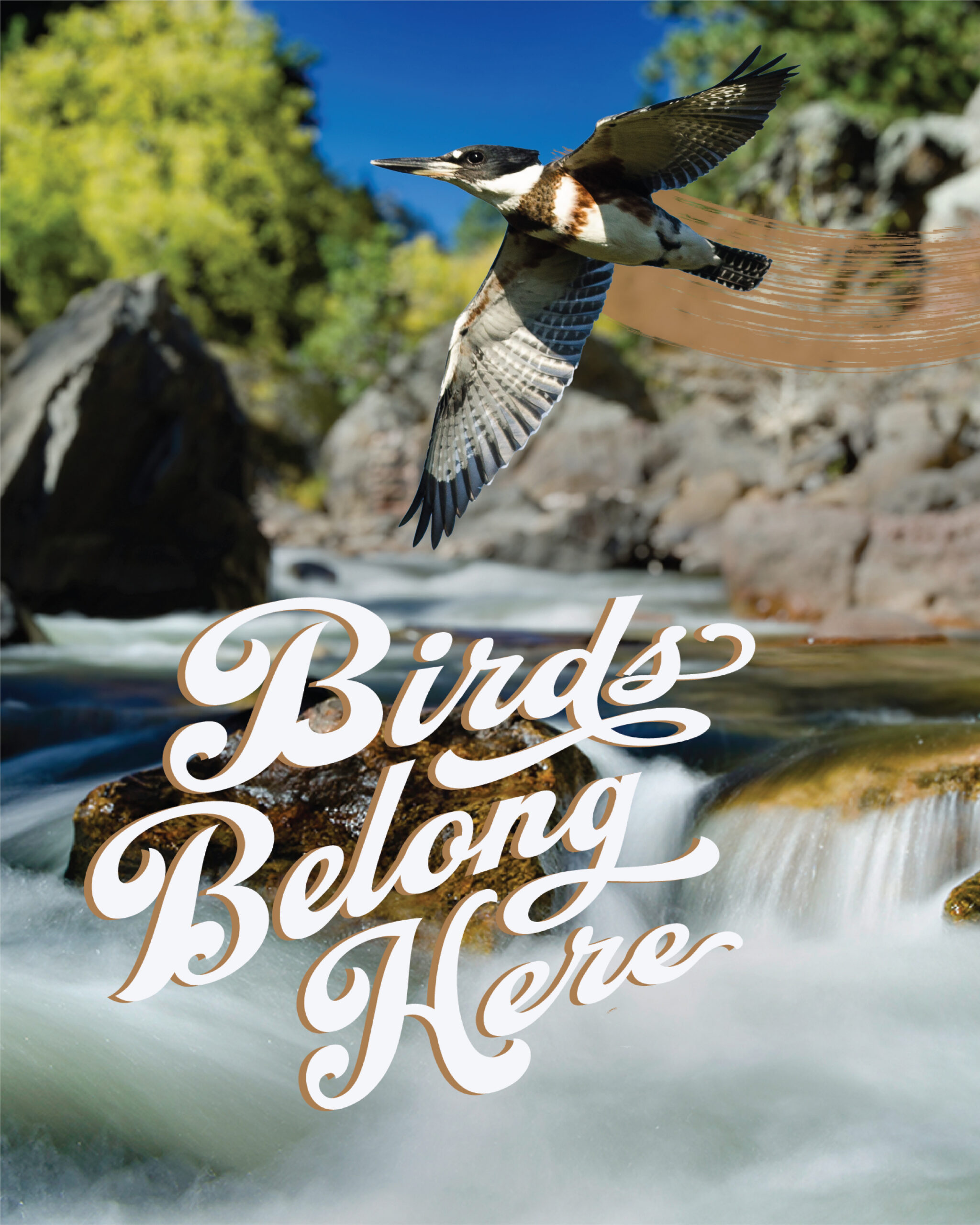 Poudre river_kingfisher_mobile