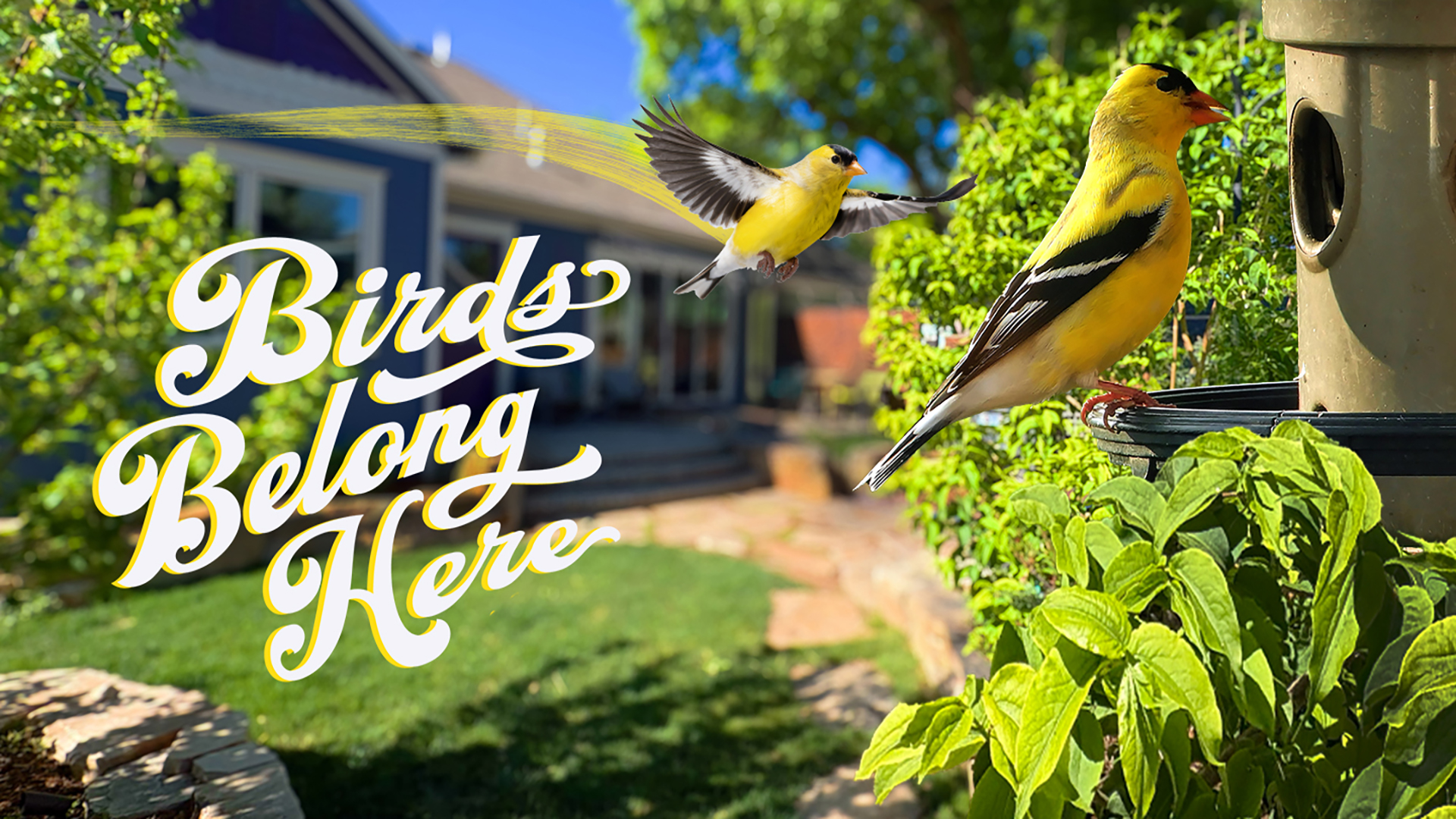 backyard_goldfinch_landing page